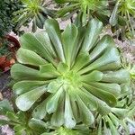 Aeonium undulatum Лист