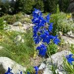 Delphinium grandiflorum Квітка