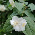 Philadelphus coronariusFlower