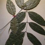 Ormosia melanocarpa Otro