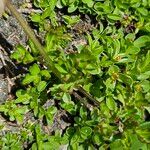 Anemone baldensis Likasa