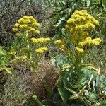 Aeonium aureum Συνήθη χαρακτηριστικά