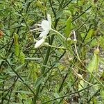 Anthericum ramosum Fleur