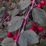 Cotoneaster zabelii ഇല