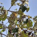 Pterospermum acerifolium Blomst