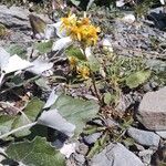 Solidago virgaurea Hábito