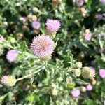 Cirsium arvense Flor