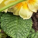 Primula × polyantha Blatt