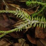 Huperzia ophioglossoides Leaf