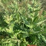 Verbascum sinuatumList