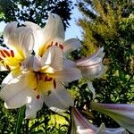 Lilium regale Blomst