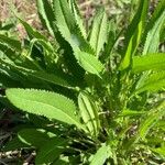 Senecio triangularisBlatt