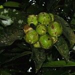 Garcinia dulcis Fruto