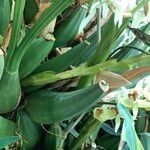 Coelogyne asperata Συνήθη χαρακτηριστικά