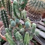 Echinopsis lageniformis Fulla