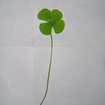 Marsilea quadrifolia Likasa