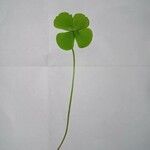 Marsilea quadrifolia ഇല