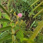 Mimosa pigra 形态