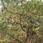 Vachellia exuvialis Tervik taim