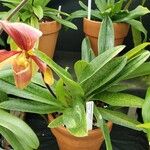 Paphiopedilum superbiens 整株植物