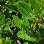 Muehlenbeckia hastulata Hoja