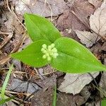 Maianthemum canadense ᱥᱟᱠᱟᱢ