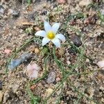 Romulea arnaudii 花