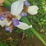 Trimezia coerulea Flower