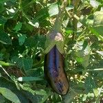 Solanum melongena Vrucht