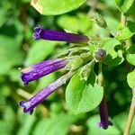 Lycium cestroides Flor