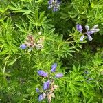 Lupinus nootkatensis Cvijet