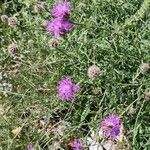 Centaurea scabiosaKwiat