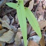 Cephalanthera rubra Leaf