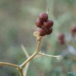 Sarcopoterium spinosum Fruit