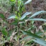 Nectandra megapotamica Hoja
