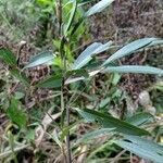 Nectandra angustifolia Листок