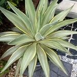 Agave demeesteriana Лист