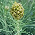 Asphodeline lutea 葉