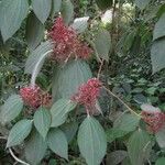 Miconia granatensis Other