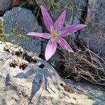 Colchicum lusitanum 花