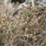 Erica galioides Flor