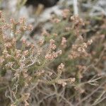 Erica galioides Blomma