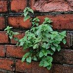 Urtica dioica Habit