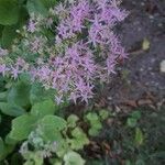 Sedum telephium Fleur