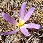 Colchicum montanum Квітка