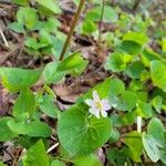 Viola canadensis Blomma