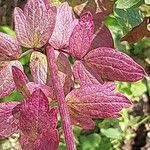 Thalictrum flavum Yaprak