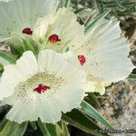 Mohavea confertiflora Flor