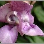 Cochliasanthus caracalla Flower