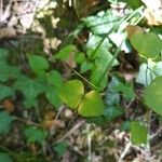 Euphorbia dulcis Hoja